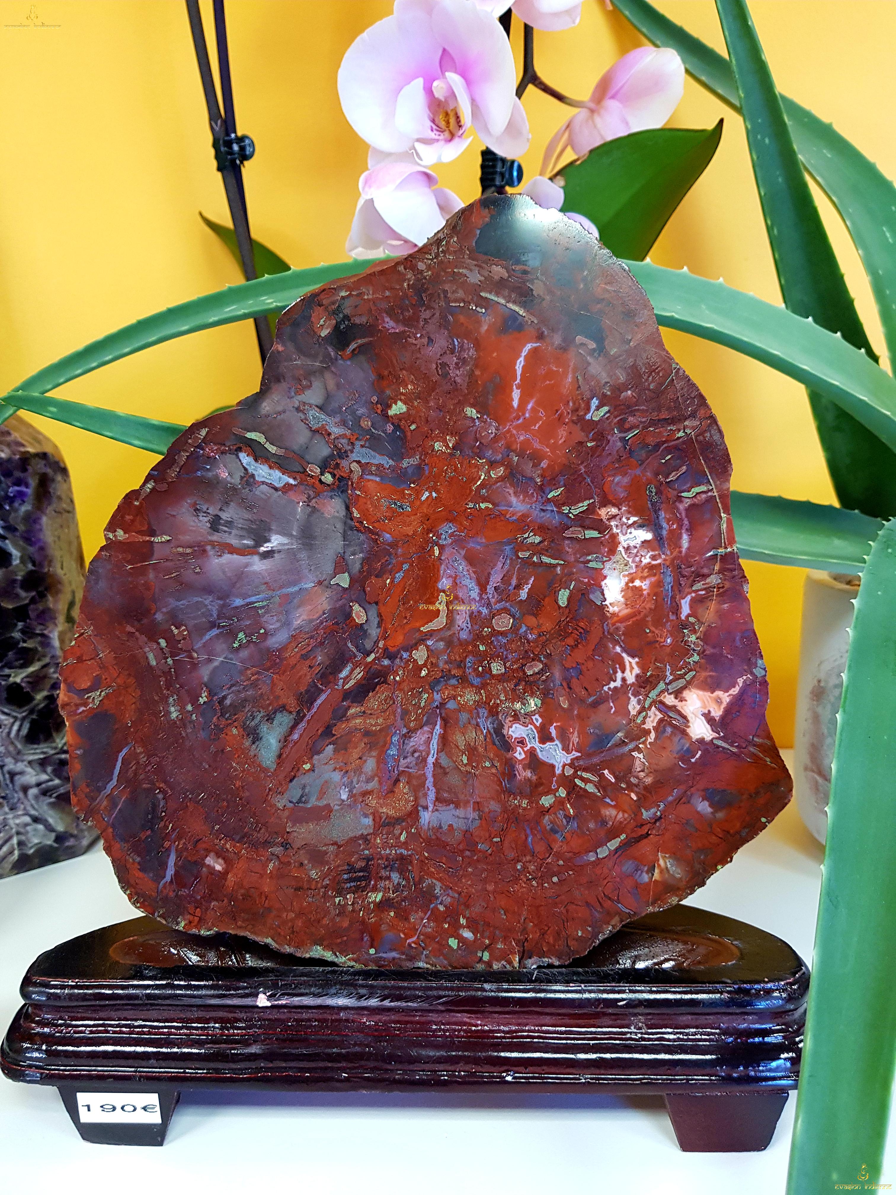 Bois Fossilisé