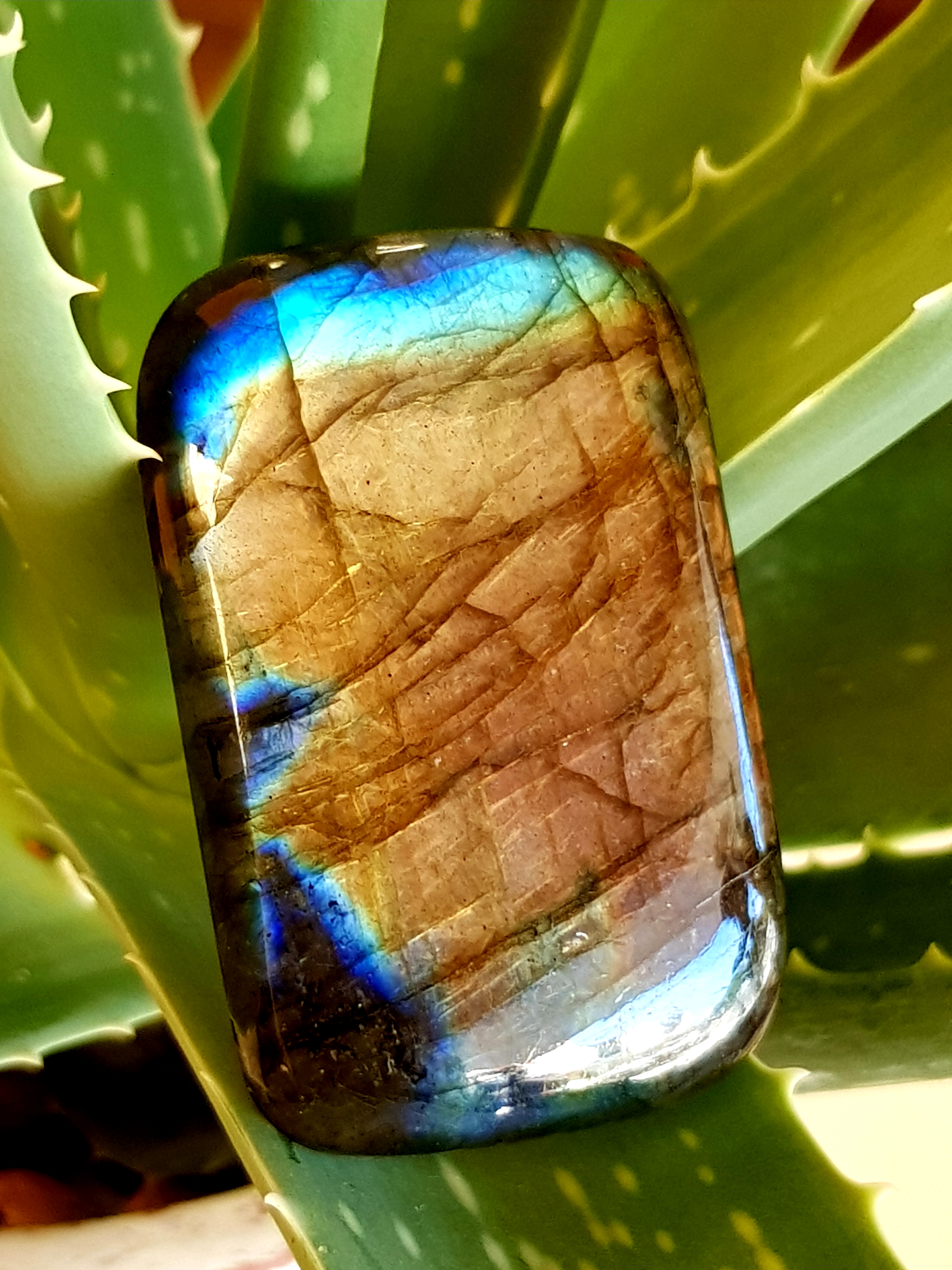 Cabochon Labradorite